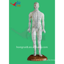HR-505 Human Acupuncture Point Modelo 46CM, acupuntura y modelo